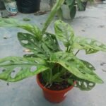 Monstera adansonii Swiss cheese plant in a pot with moss stick