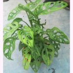 Monstera adansonii Swiss cheese plant in a pot with moss stick