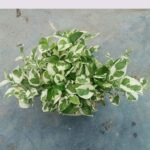 Healthy N'Joy Pothos Plant with green and creamy white variegated leaves