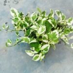 Top view of N'Joy Pothos Plant with attractive variegated foliage