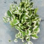 Close-up of green and creamy white variegated leaves of N'Joy Pothos