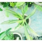 Healthy Aglaonema Cutlass plant in decorative pot