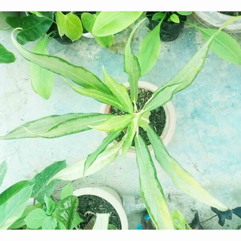 Healthy Aglaonema Cutlass plant in decorative pot
