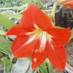Beautiful red Amaryllis Lily (Hippeastrum) flower blooming with large trumpet-shaped petals in a home garden.