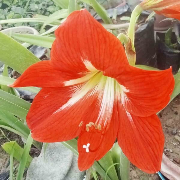 Beautiful red Amaryllis Lily (Hippeastrum) flower blooming with large trumpet-shaped petals in a home garden.