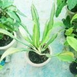 Low maintenance Aglaonema Cutlass indoor plant