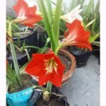 Large red Amaryllis flower with white center growing in a healthy garden environment.