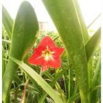 Healthy Hippeastrum plant with bright red flowers suitable for home and rooftop gardens.