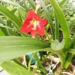 Premium quality Amaryllis Lily producing large red trumpet-shaped flowers.