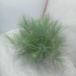 Buy Pine Tree Plant Online in Bangladesh