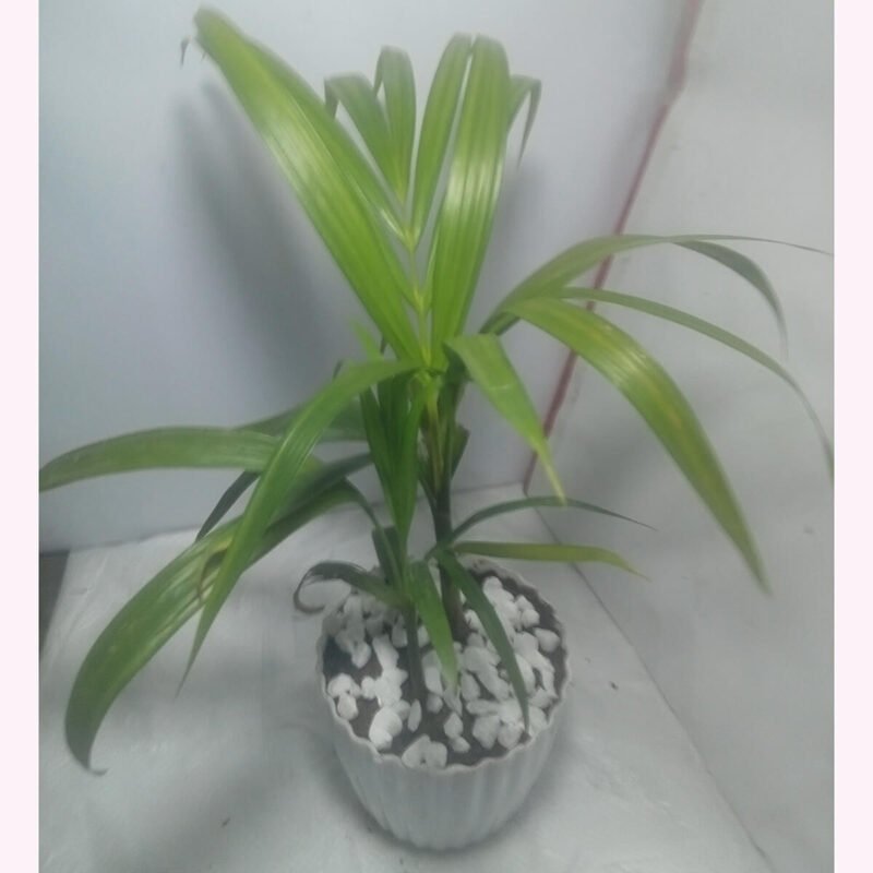 Areca Palm Indoor Plant in Bangladesh for Home Decoration