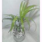 Golden Cane Palm Air Purifying Indoor Plant