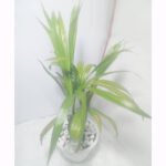 Buy Areca Palm Online Bangladesh