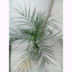Areca Palm Indoor Plant Price in Bangladesh