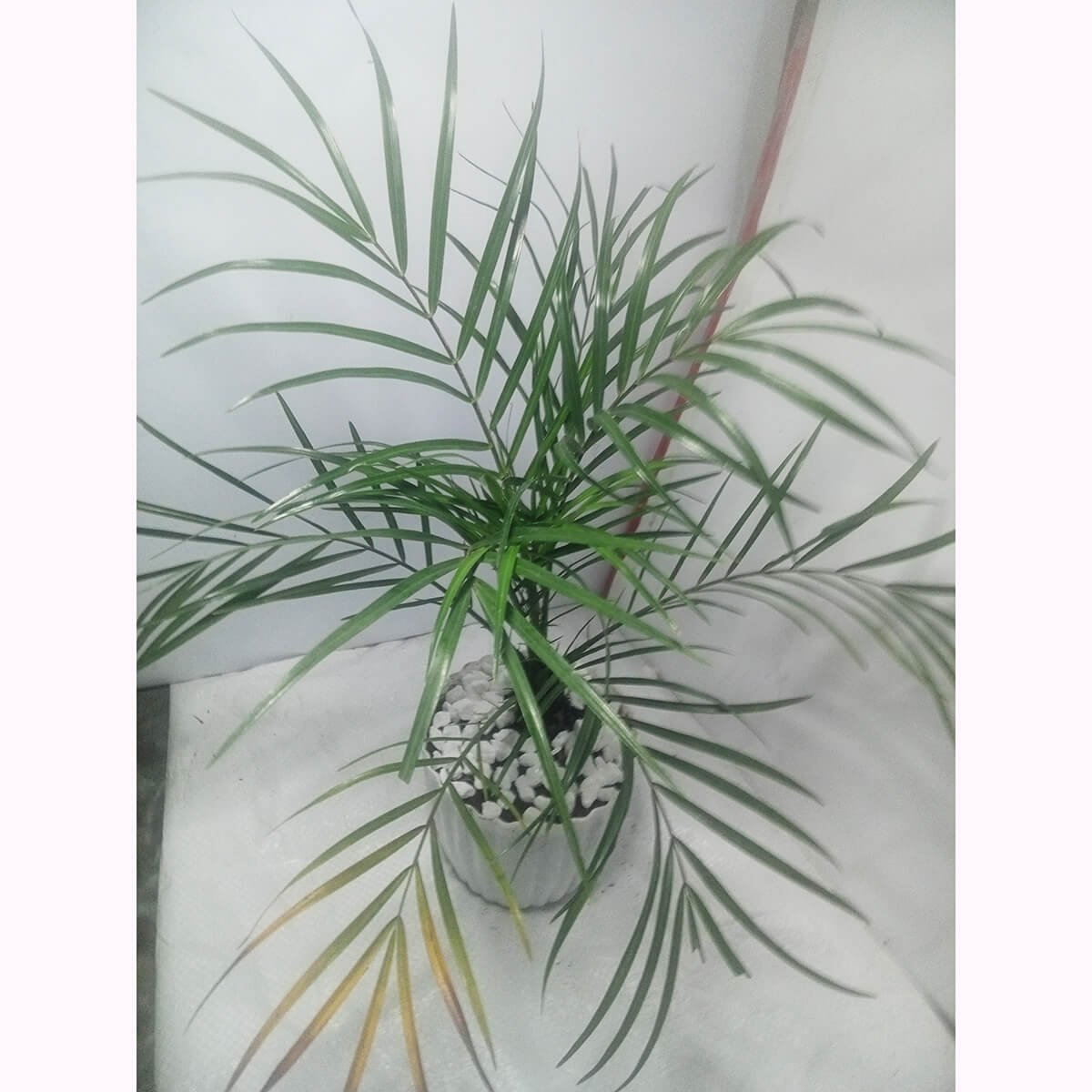 aa6 Areca Palm Indoor Plant Price in Bangladesh - Image 1