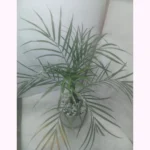 Healthy Areca Palm Indoor Plant in decorative white pot
