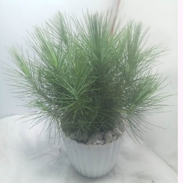 Pine Tree Indoor Plant Price in Bangladesh