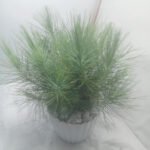 Evergreen Pine Tree for Home Decoration