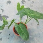 Healthy Philodendron Burle Marx Plant with glossy green leaves in a nursery pot
