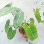 Top view of Philodendron Burle Marx Plant showing healthy tropical green leaves