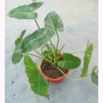 Glossy Green Leaves of Philodendron Burle Marx
