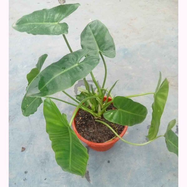 Glossy Green Leaves of Philodendron Burle Marx