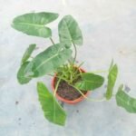Philodendron Burle Marx Plant for indoor home and office decoration