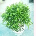 সাদা প্লাস্টিক টবে রোপণ করা এবং গোড়ায় সাদা পাথর দিয়ে সাজানো ঘন সবুজ মিং অ্যারালিয়া ইনডোর গাছ