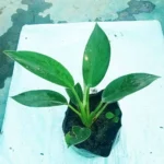 Philodendron Birkin indoor plant with lush green foliage and white variegation.