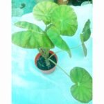 Healthy Begonia plant in a decorative indoor pot