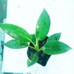 Fresh Birkin Plant for sale in Bangladesh with healthy green leaves.