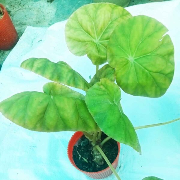 Decorative Begonia indoor foliage plant for home