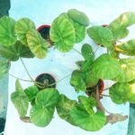 Buy premium Begonia plant online in Bangladesh