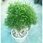 মিং অ্যারালিয়া গাছের আকর্ষণীয় আঁকাবাঁকা কাঠের কান্ড যা একে দেখতে মিনি বোনসাইয়ের মতো রূপ দেয়