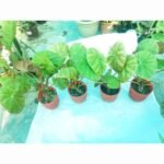 Begonia Plant – Beautiful Indoor Foliage Plant for Home & Office | Buy in Bangladesh - Image 5