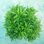 Ming Aralia Plant অ্যারালিয়া ইনডোর প্ল্যান্ট - Image 5