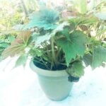Healthy Rex Begonia plant with colorful foliage