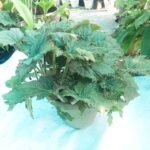 Decorative Rex Begonia indoor foliage plant