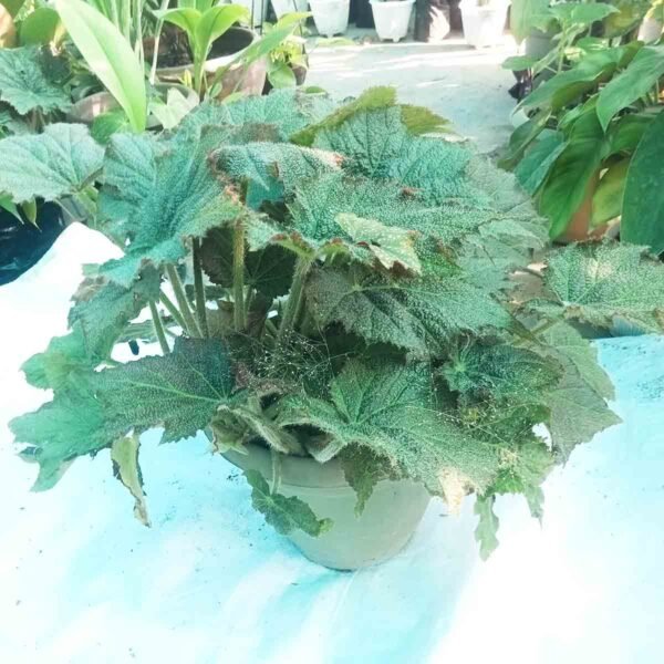 Decorative Rex Begonia indoor foliage plant