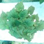 Buy Rex Begonia plant online in Bangladesh