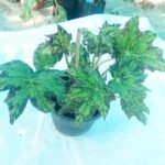 Rex Begonia Star Leaf variety indoor plant