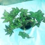 Decorative Rex Begonia foliage plant