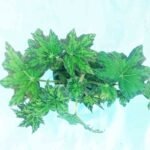 Rex Begonia plant for sale in Bangladesh