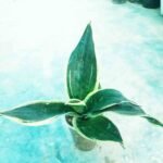 Buy Black Diamond Snake Plant from Top1sell Bangladesh