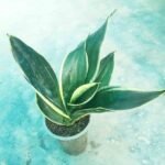 Black Diamond Snake Plant in Nursery Pot