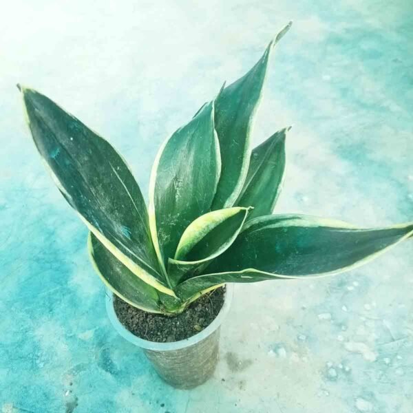 Black Diamond Snake Plant in Nursery Pot