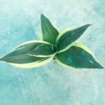 Healthy Black Diamond Snake Plant with Dark Green Leaves