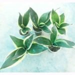 Black Diamond Snake Plant Live Indoor Plant Bangladesh