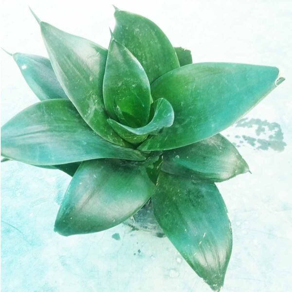 Black Green Snake Plant with dark green leaves for indoor home and office decoration
