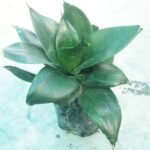 Close-up view of healthy Black Green Snake Plant leaves